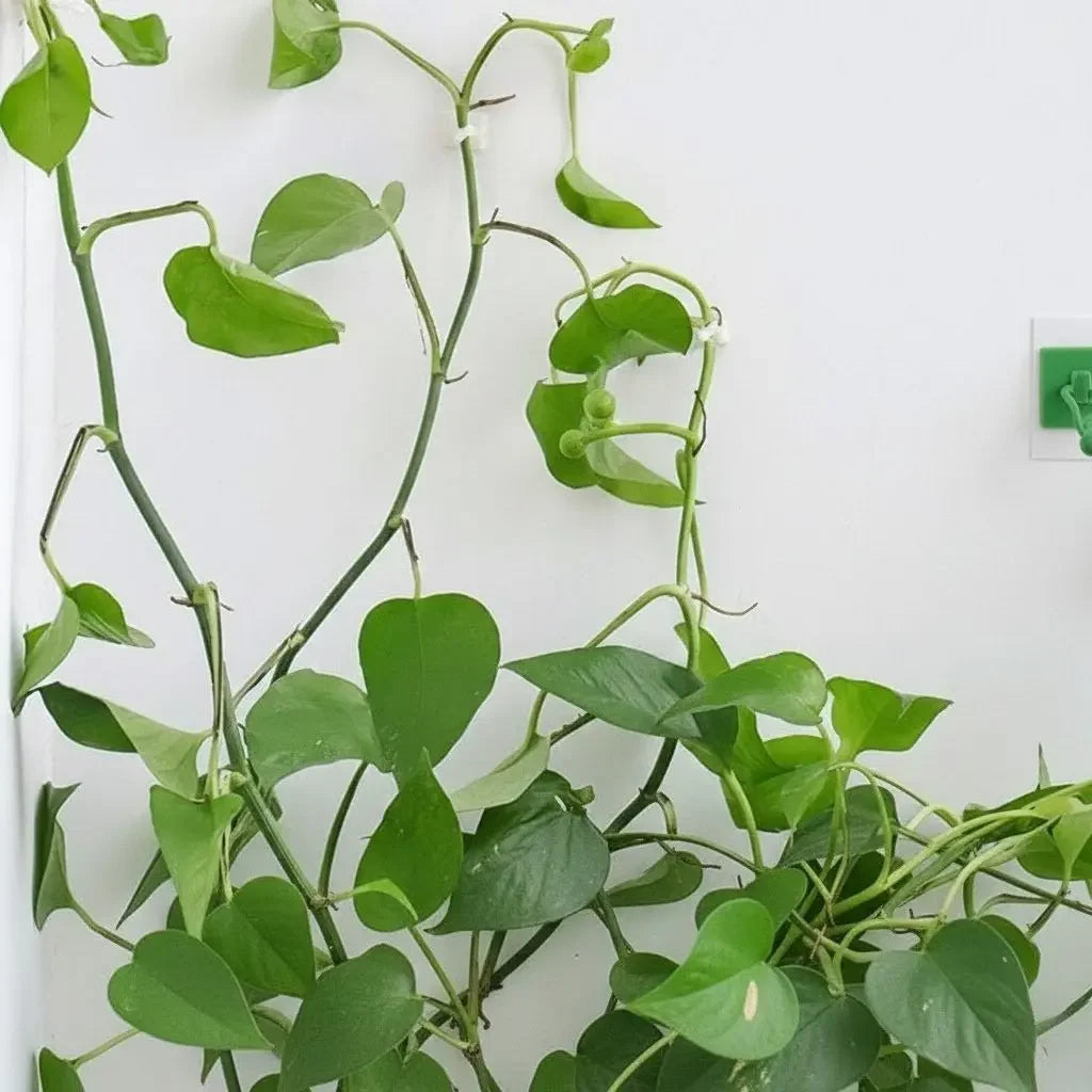 Grampo de Parede para Plantas