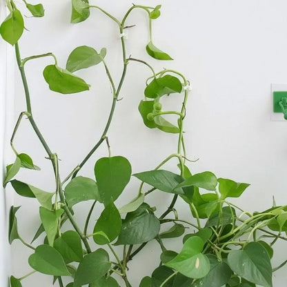 Grampo de Parede para Plantas